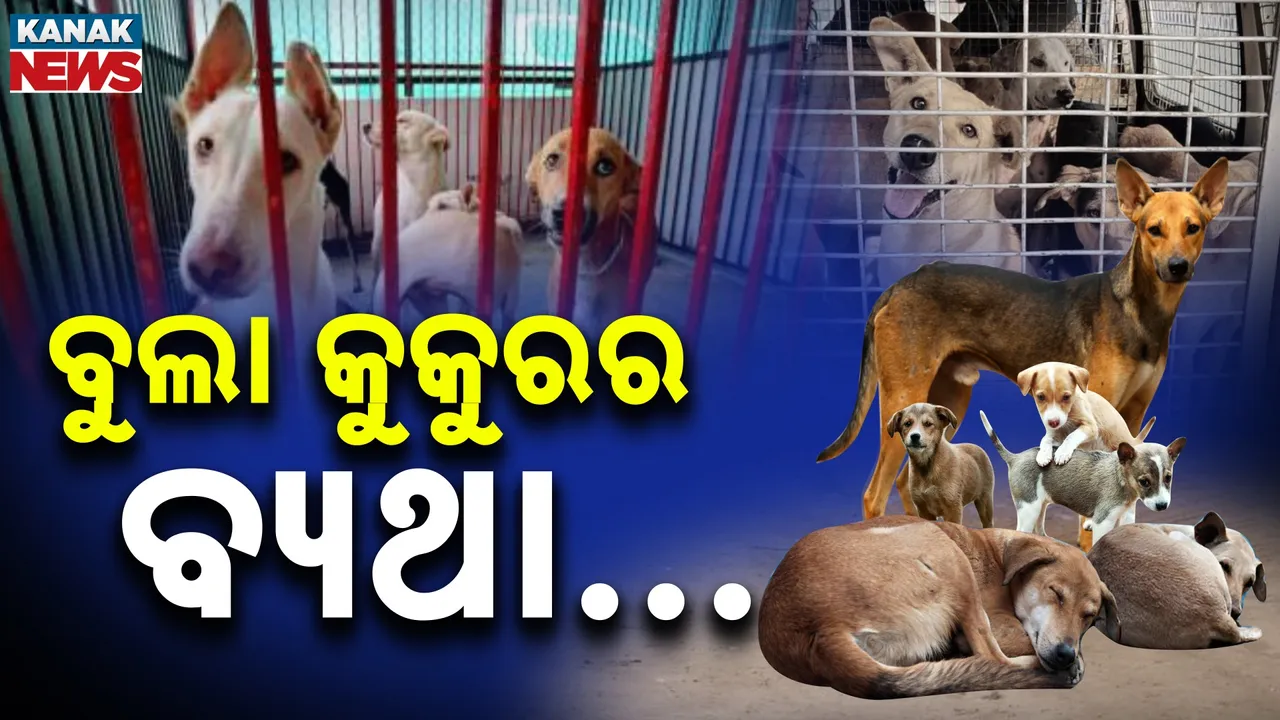  ମନ ମାରି ବସିଛି ମଣିଷର ବିଶ୍ବାସୀ ବନ୍ଧୁ; ଆମେ ସ୍ବାଧୀନତାର ସ୍ବାଦ ଚାଖିଥିବା ବେଳେ ସେମାନେ ଏବେ ପରାଧୀନ...