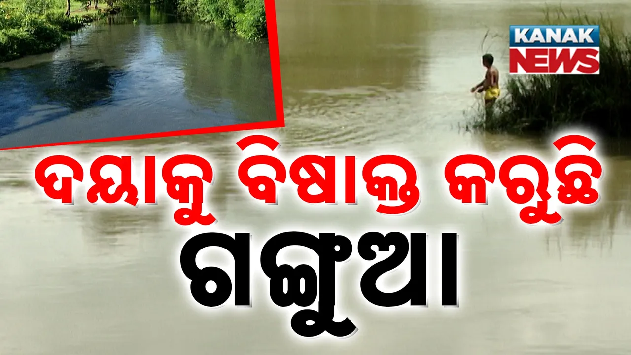  ପ୍ରଦୂଷଣ ଶୀର୍ଷରେ ଗଙ୍ଗୁଆ ନାଳ, ପାଣିକୁ ଛୁଇଁଲେ ବ୍ୟାପୁଛି ଚର୍ମରୋଗ, ଦୟାନଦୀରେ ମିଶି ଚିଲିକାରେ ପଡିବା ପରେ ପ୍ରଭାବିତ ହେଉଛି ଜୈବବିବିଧତା