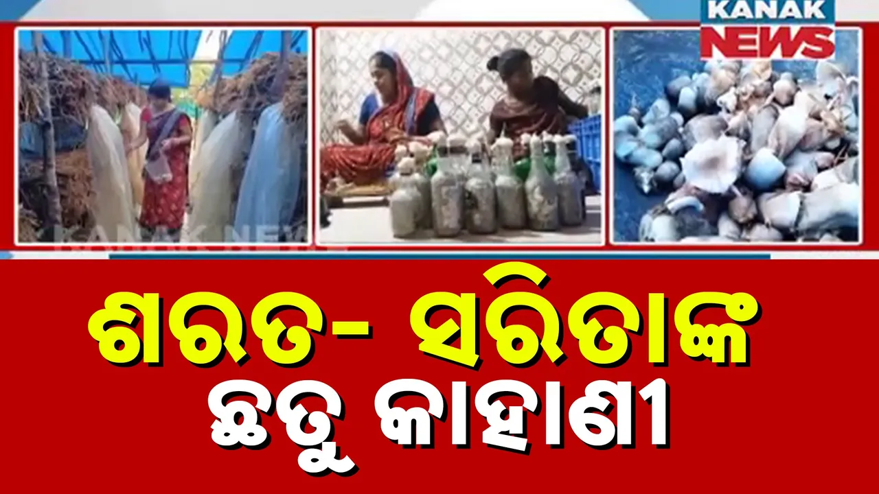  ଶରତ- ସରିତାଙ୍କ ଛତୁ ଉଦ୍ୟୋଗ, ଛତୁ ସହ ଛତୁ ମଞ୍ଜି ଉତ୍ପାଦନ କରି ଲାଭବାନ, ୨ ଏକର ଜମିରେ କରିଛନ୍ତି ଛତୁ ଚାଷ