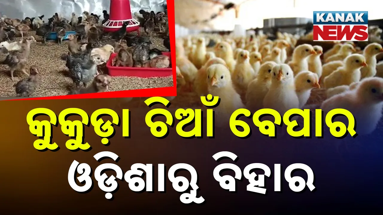  କୁକୁଡ଼ା ସହ କୁକୁଡ଼ା ଚିଆଁ ଉତ୍ପାଦନ କରୁଛନ୍ତି ବାଲିଆପାଳର ଯୁବ ଉଦ୍ୟୋଗୀ, ଅନଲାଇନରେ କରୁଛନ୍ତି ବେପାର