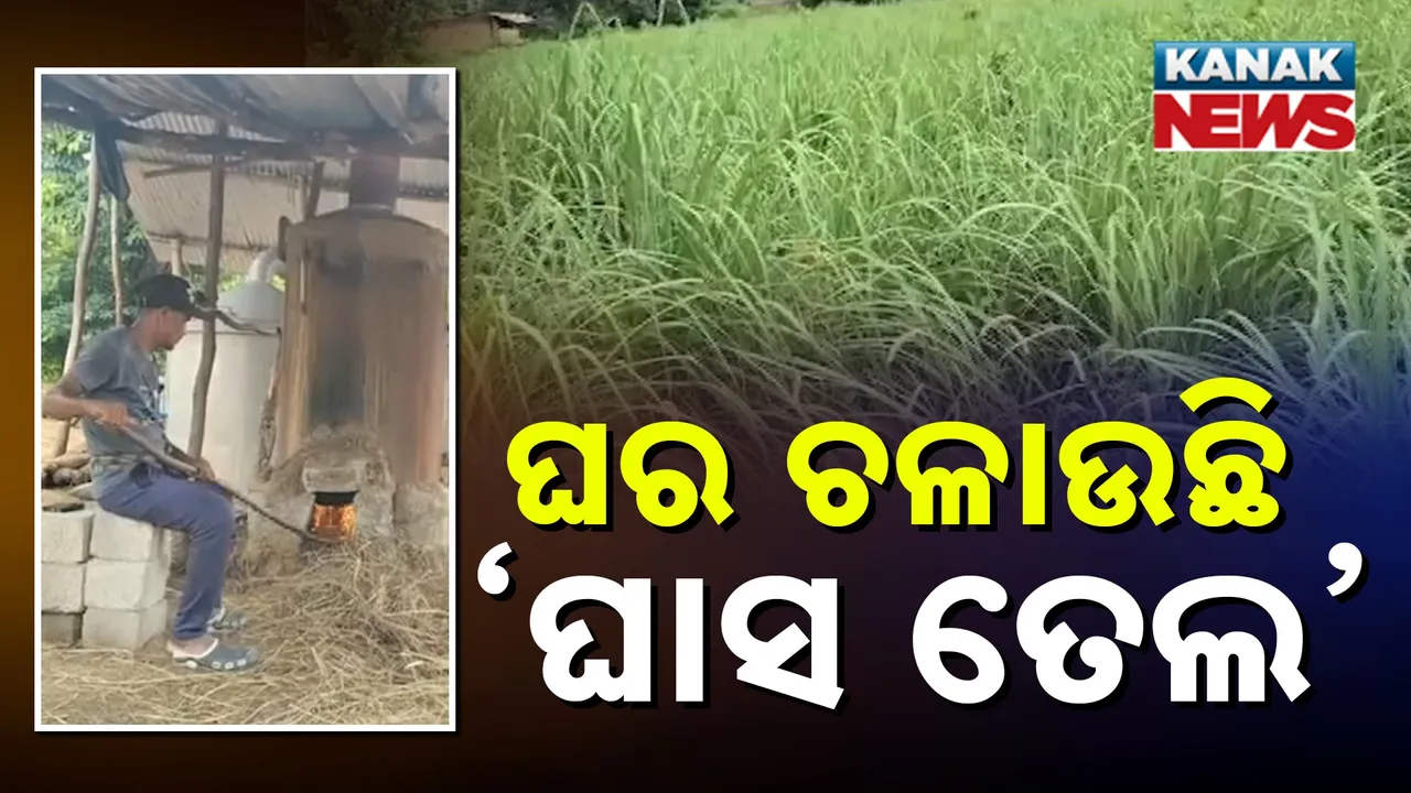  ଘାସ ବି ଦେଇପାରେ ରୋଜଗାର, ୫୦ ଏକର ଜମିରେ ଲେମନ ଗ୍ରାସ ଚାଷ କରିଛନ୍ତି ବ୍ରହ୍ମପୁରର ଏସ୍ ରାମମୂର୍ତ୍ତି