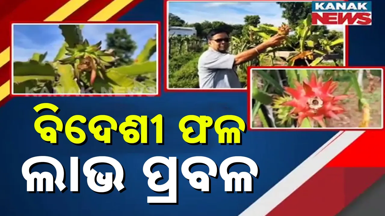 ଛତ୍ରପୁରର ଯୁବଚାଷୀଙ୍କ ନିଆରା ପ୍ରୟାସ, ଏକ ଏକର ଜମିରେ ଚାଷ କରିଛନ୍ତି ଡ୍ରାଗନ୍ ଫ୍ରୁଟ, ମାସକୁ ଲାଭ କରୁଛନ୍ତି ହଜାର ହଜାର ଟଙ୍କା
