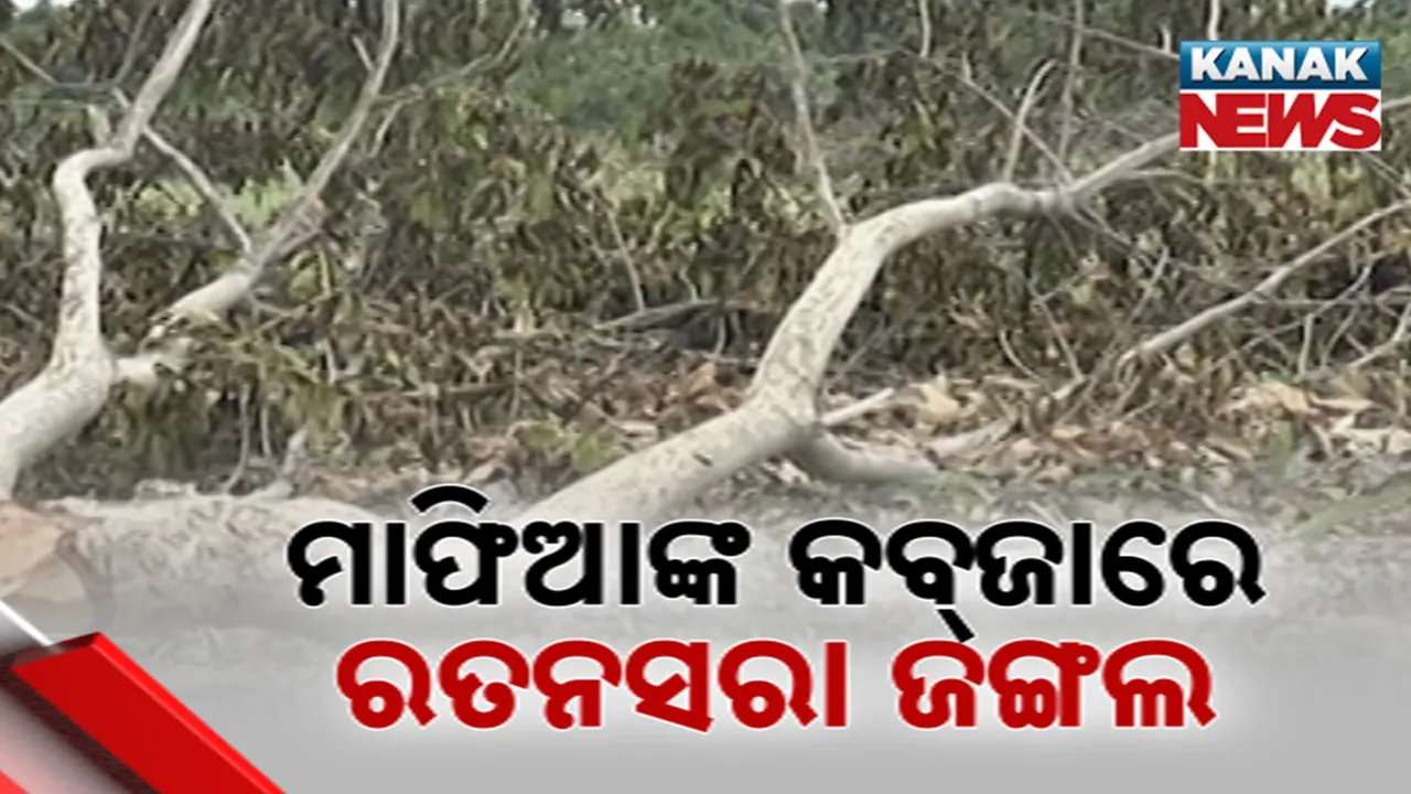  ମାଫିଆଙ୍କ କବ୍‌ଜାରେ ରତନସରା ଜଙ୍ଗଲ Photograph: (Google) 