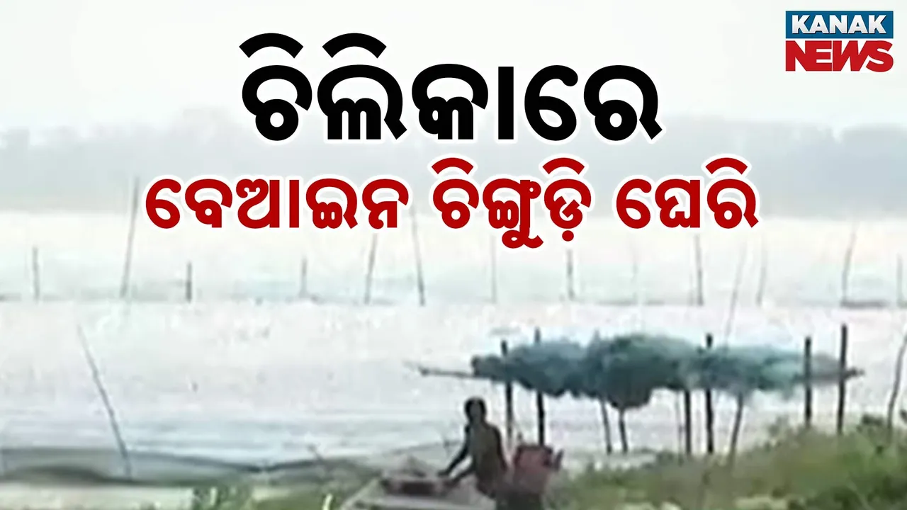  chilika Photograph: (KanakNews) 