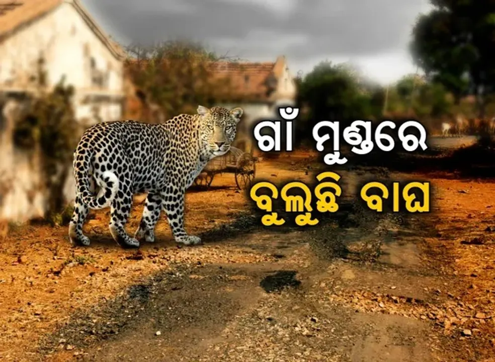 Tiger Photograph: (KanakNews) 