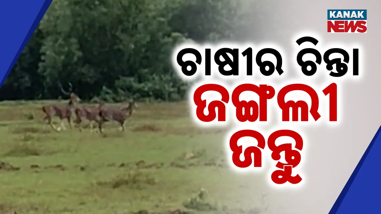  ଚିନ୍ତା ବଢାଉଛି ଜଙ୍ଗଲୀ ଜନ୍ତୁ ; ଜମିରେ ପଶି ଏକର ଏକର ଫସଲ ନଷ୍ଟ