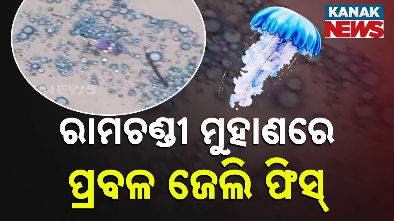  ରାମଚଣ୍ଡୀ ମୁହାଁଣରେ ହଜାର ହଜାର ଜେଲି ଫିସ୍ ; ସମୁଦ୍ରରେ ଭୀଷଣ ପ୍ରଦୂଷଣର ସଙ୍କେତ