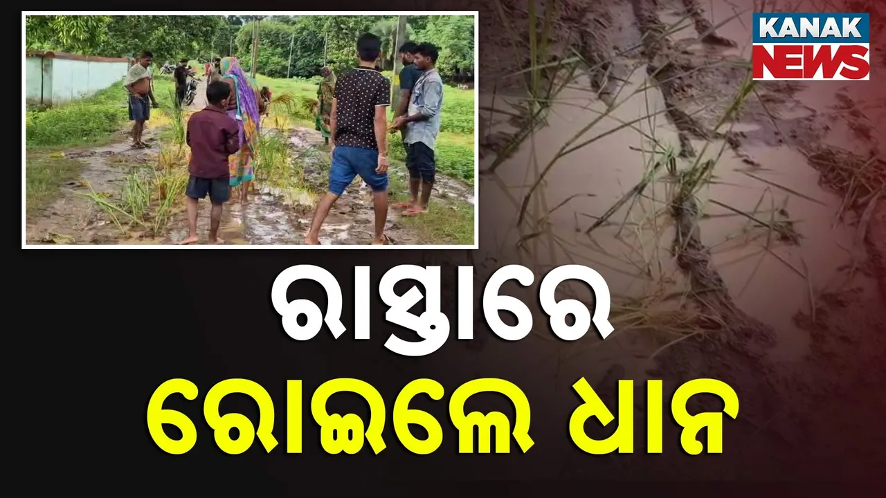  ରାସ୍ତାରେ ରୋଇଲେ ଧାନ ତଳି : ଖରାପ ରାସ୍ତା ପାଇଁ ନିଆରା ପ୍ରତିବାଦ
