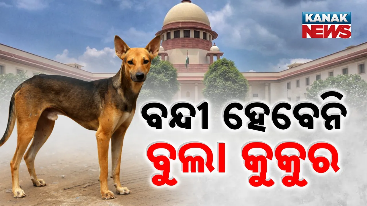 ବୁଲା କୁକୁରଙ୍କୁ ନେଇ ‘ସୁପ୍ରିମ୍‌’ ରାୟ ;‘ବନ୍ଧ୍ୟାକରଣ ପରେ କୁକୁରଙ୍କୁ ଛାଡ଼’