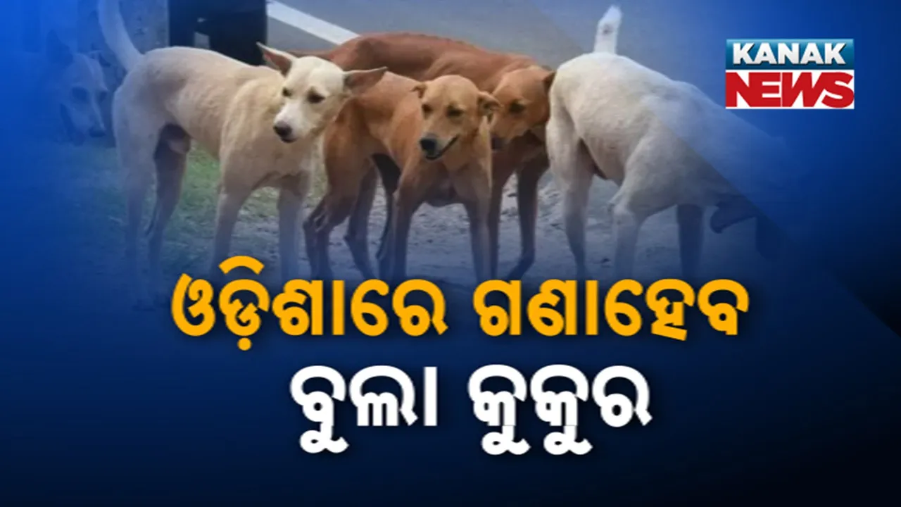  ବୁଲା କୁକୁରଙ୍କୁ ନେଇ ସୁପ୍ରିମକୋର୍ଟଙ୍କ ରାୟ ପରେ ତତ୍ପର ରାଜ୍ୟ ସରକାର, ରାଜ୍ୟରେ ହେବ ବୁଲା କୁକୁରଙ୍କ ଗଣନା