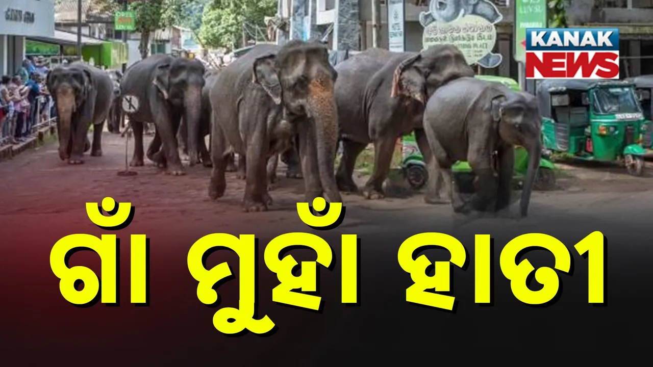  ଗାଁରେ ପଶିଲା ଦନ୍ତା ହାତୀ, ଫସଲ ନଷ୍ଟ ସହ ଭାଙ୍ଗୁଛି ଘର, କନ୍ଧମାଳ ଘୁ. ଉଦୟଗିରି ସହରରେ ମାତିଛି ହାତୀ