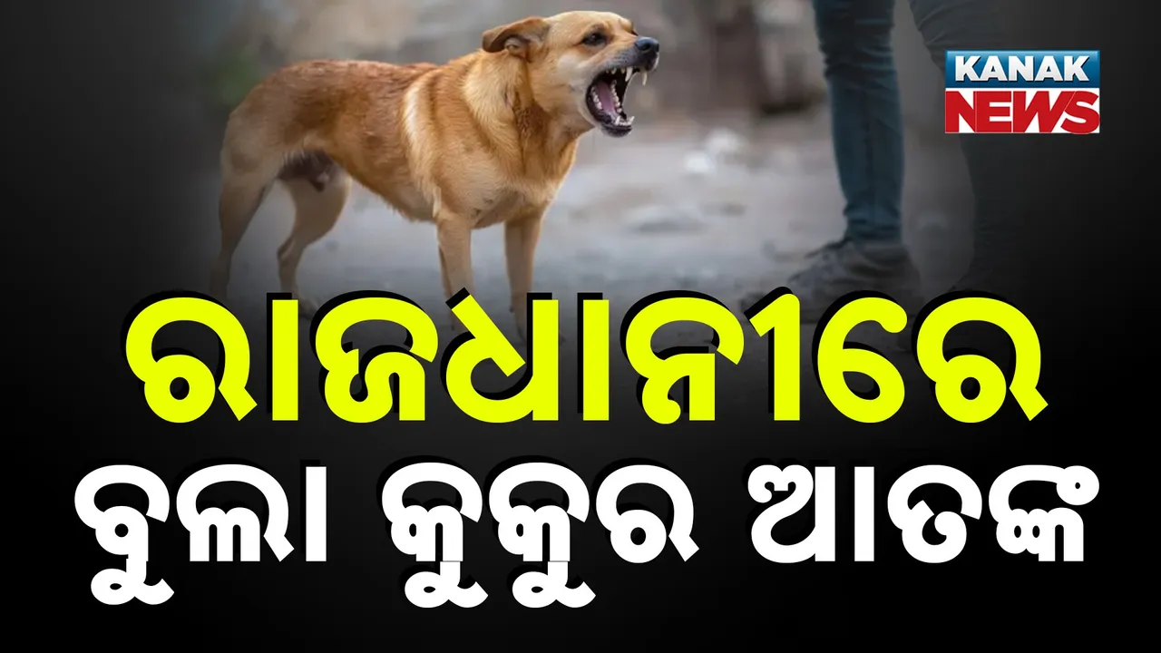  ରାଜଧାନୀରେ ବୁଲା କୁକୁର ଆତଙ୍କ; ଶିଶୁ ଓ କିଶୋରମାନେ ଅଧିକ ଶିକାର ହେଉଛନ୍ତି