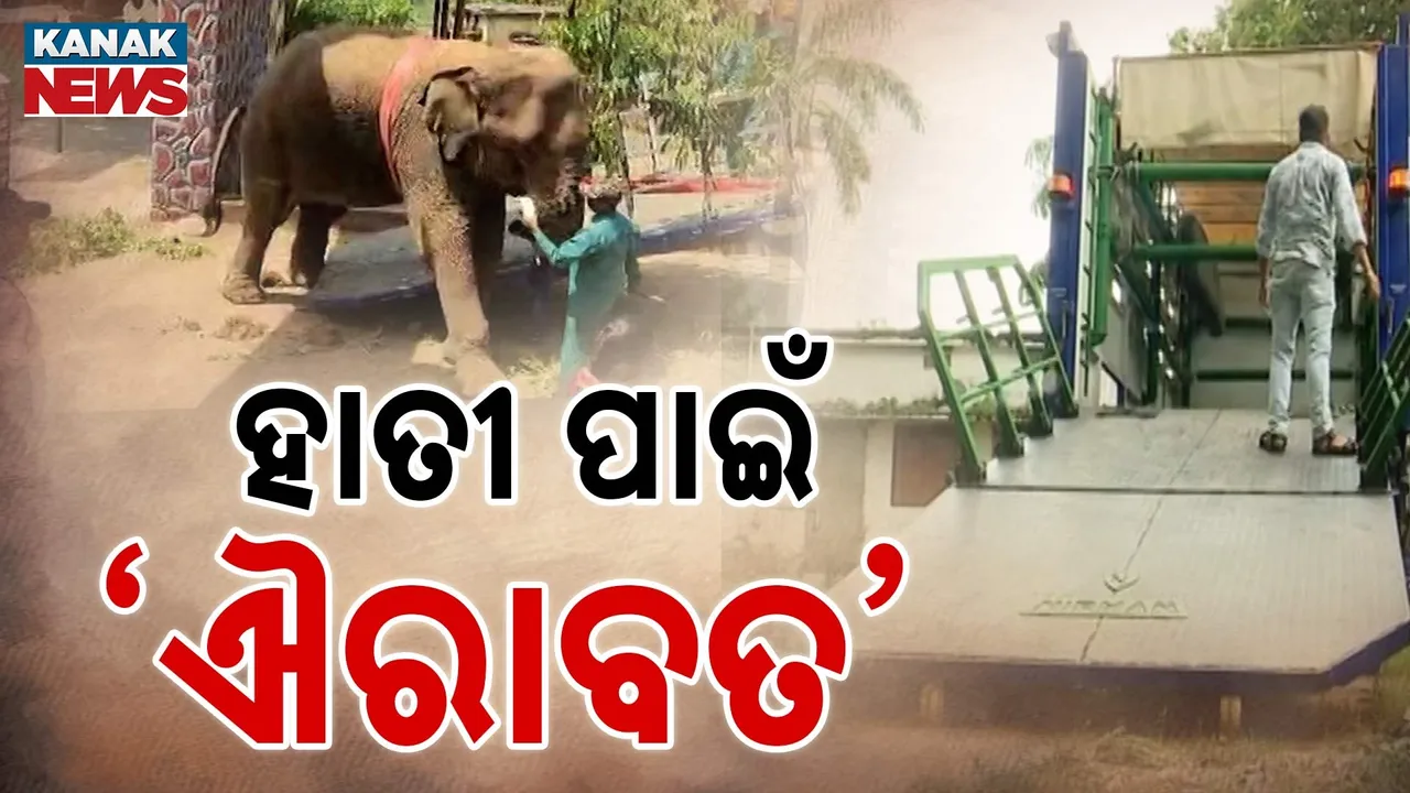  ଅନୁଗୁଳ ବନଖଣ୍ଡରେ 'ଐରାବତ', ସୁରକ୍ଷିତ ସ୍ଥାନାନ୍ତର ହେବେ ହାତୀ