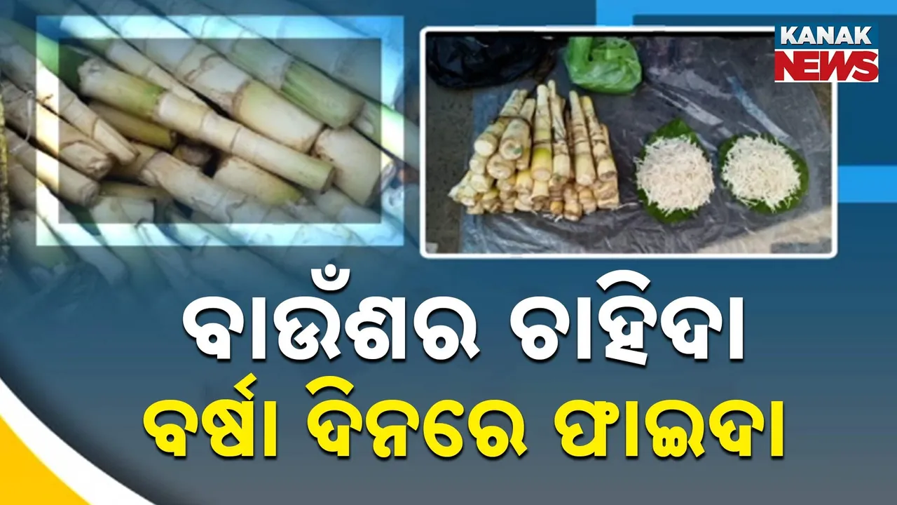  ବାଉଁଶର ଚାହିଦା, ବର୍ଷା ଦିନରେ ଫାଇଦା Photograph: (KanakNews) 