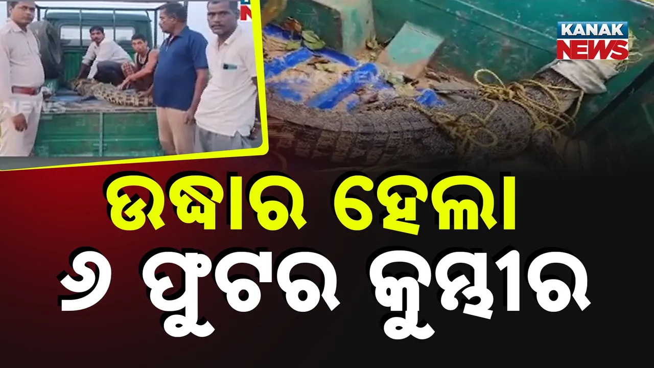  ପୋଖରୀରୁ ଧରାହେଲା ୬ ଫୁଟିଆ କୁମ୍ଭୀର ; ଛେଳି ଗିଳି ଦେବା ପରେ ଜାଲରେ ପଡ଼ିଲା