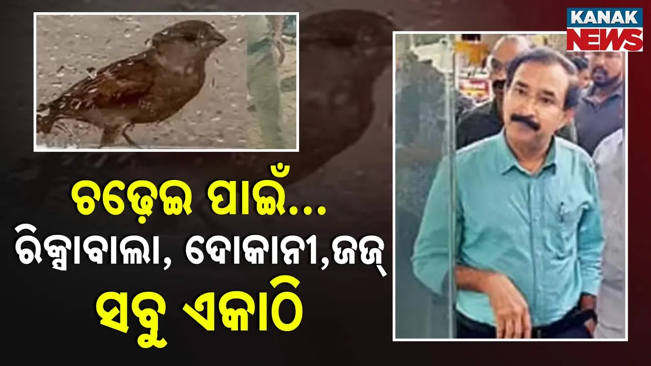  କୁନି ଚଢ଼େଇ ପାଇଁ … ରିକ୍ସାବାଲା, ଦୋକାନୀ ଠାରୁ ଜଜ୍, ଜିଲ୍ଲାପାଳ ସମସ୍ତେ ଏକାଠି ହେଲେ