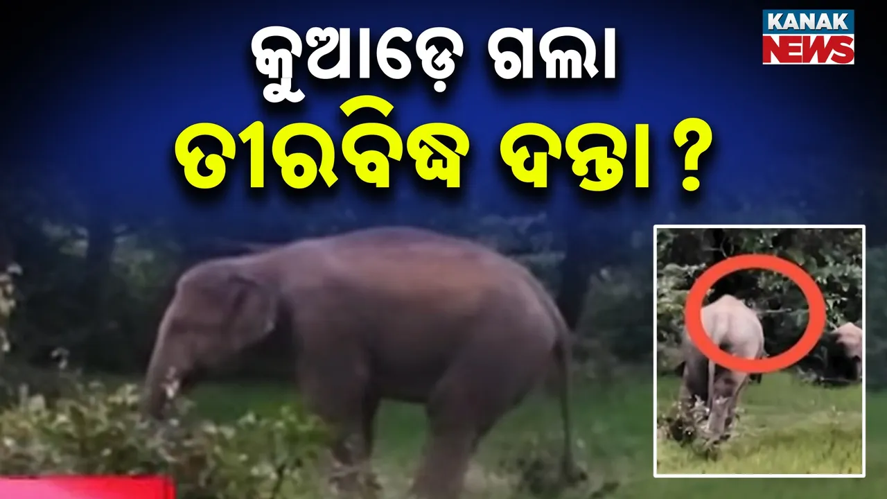  elephant Photograph: (kanaknews) 