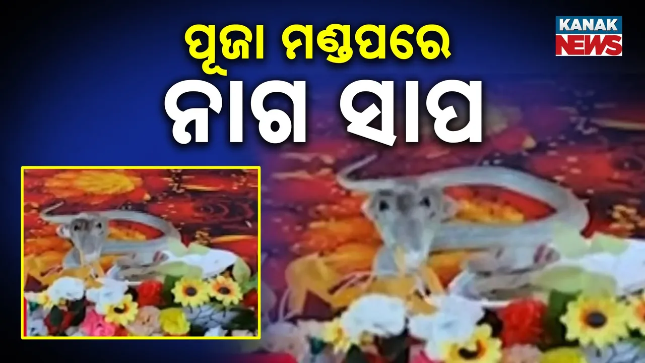  ଗଣେଶ ପୂଜା ମଣ୍ଡପରେ ନାଗ ସାପ,  ଗଣେଶଙ୍କ ପାଖରେ ସାପ ଦେଖି ଆଶ୍ଚର୍ଯ୍ୟ ହେଲେ ଭକ୍ତ