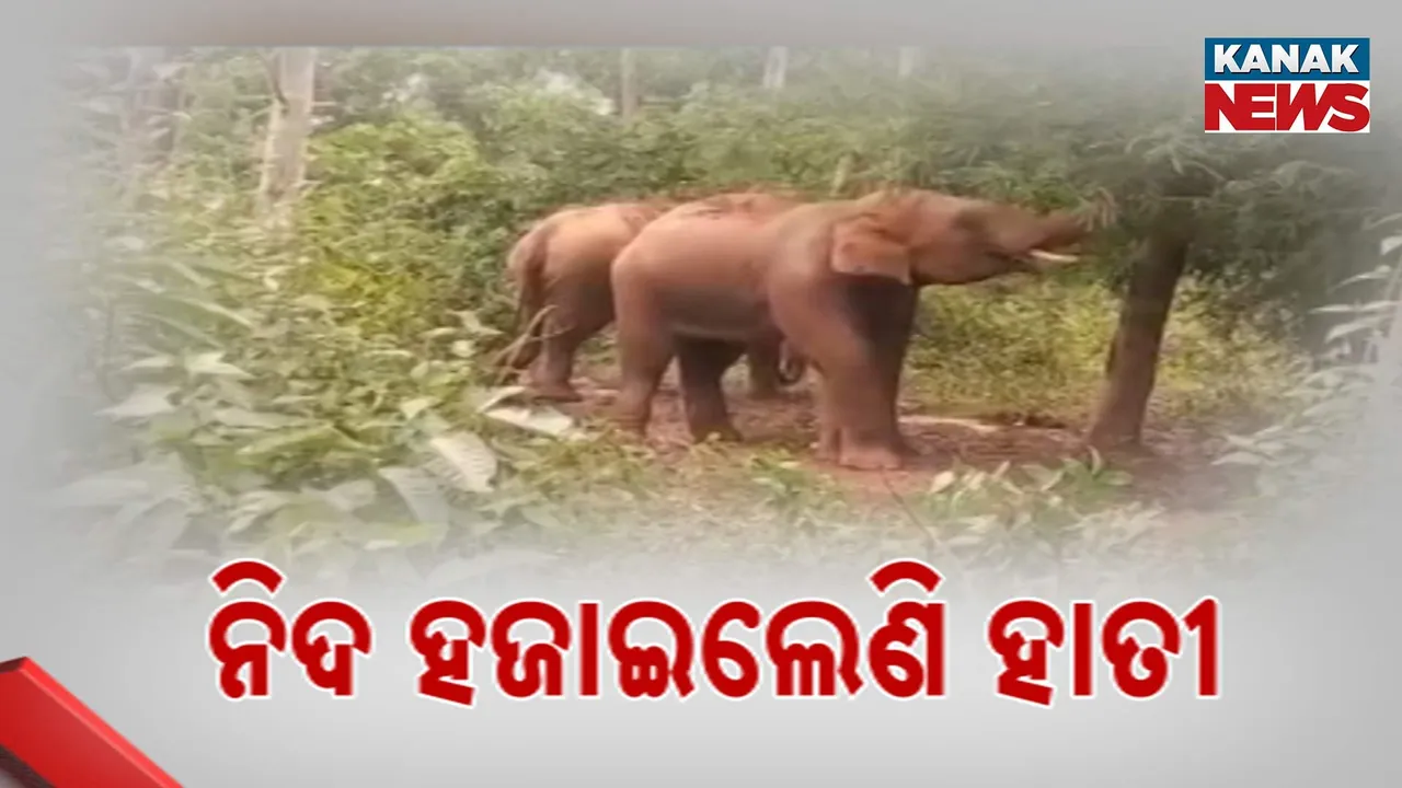  ନିଦ ହଜାଇଲେଣି ହାତୀ Photograph: (kanakNews) 