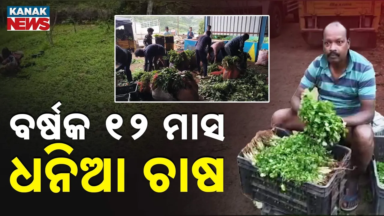  ବର୍ଷକ ୧୨ ମାସ ଧନିଆ ଚାଷ Photograph: (KanakNews) 