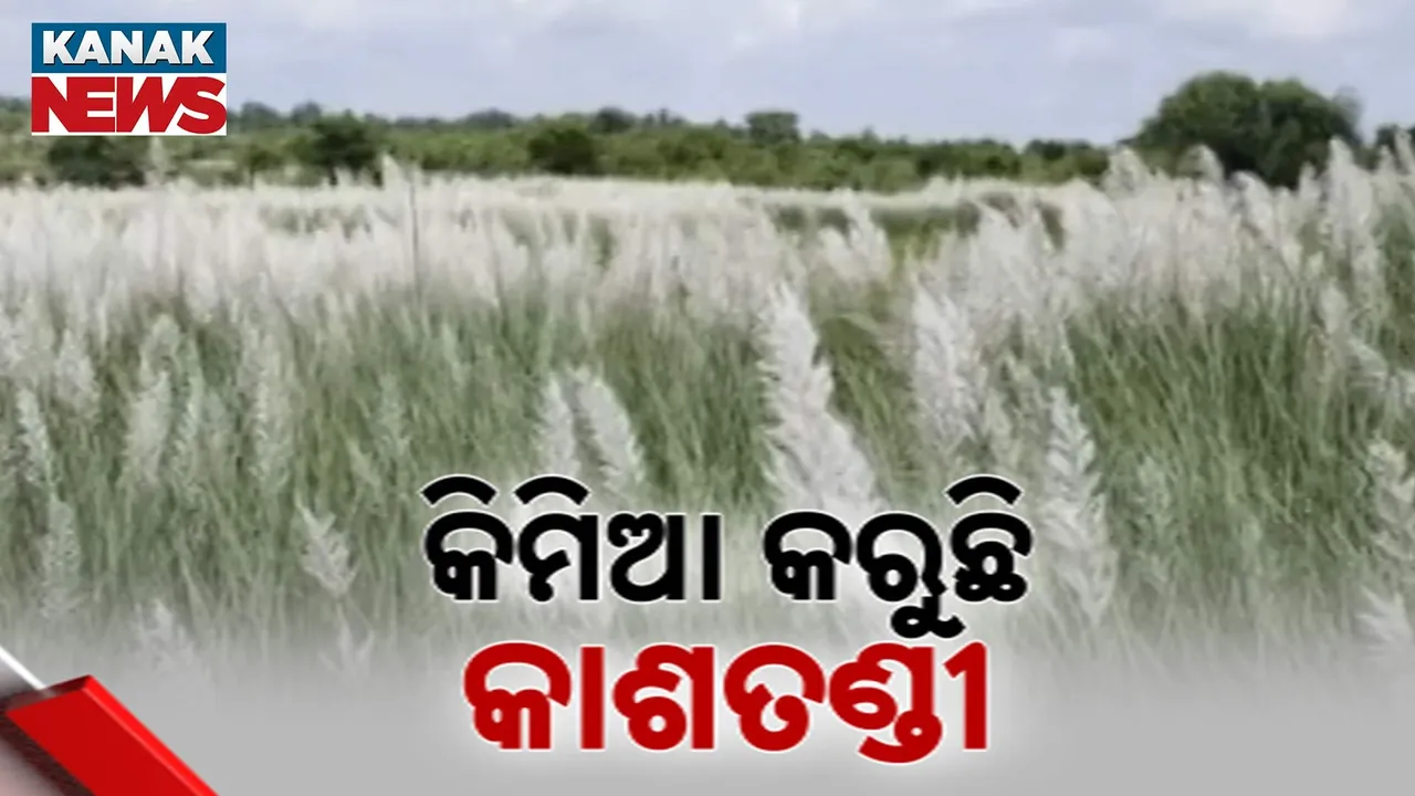  କିମିଆ କରୁଛି କାଶତଣ୍ଡୀ Photograph: (KanakNews) 