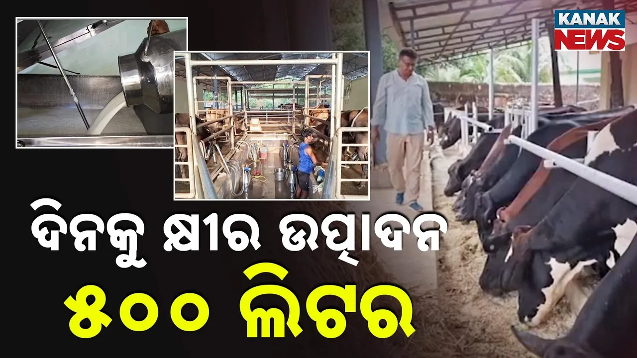 ଦିନକୁ କ୍ଷୀର ଉତ୍ପାଦନ ୫୦୦ ଲିଟର Photograph: (KanakNews) 