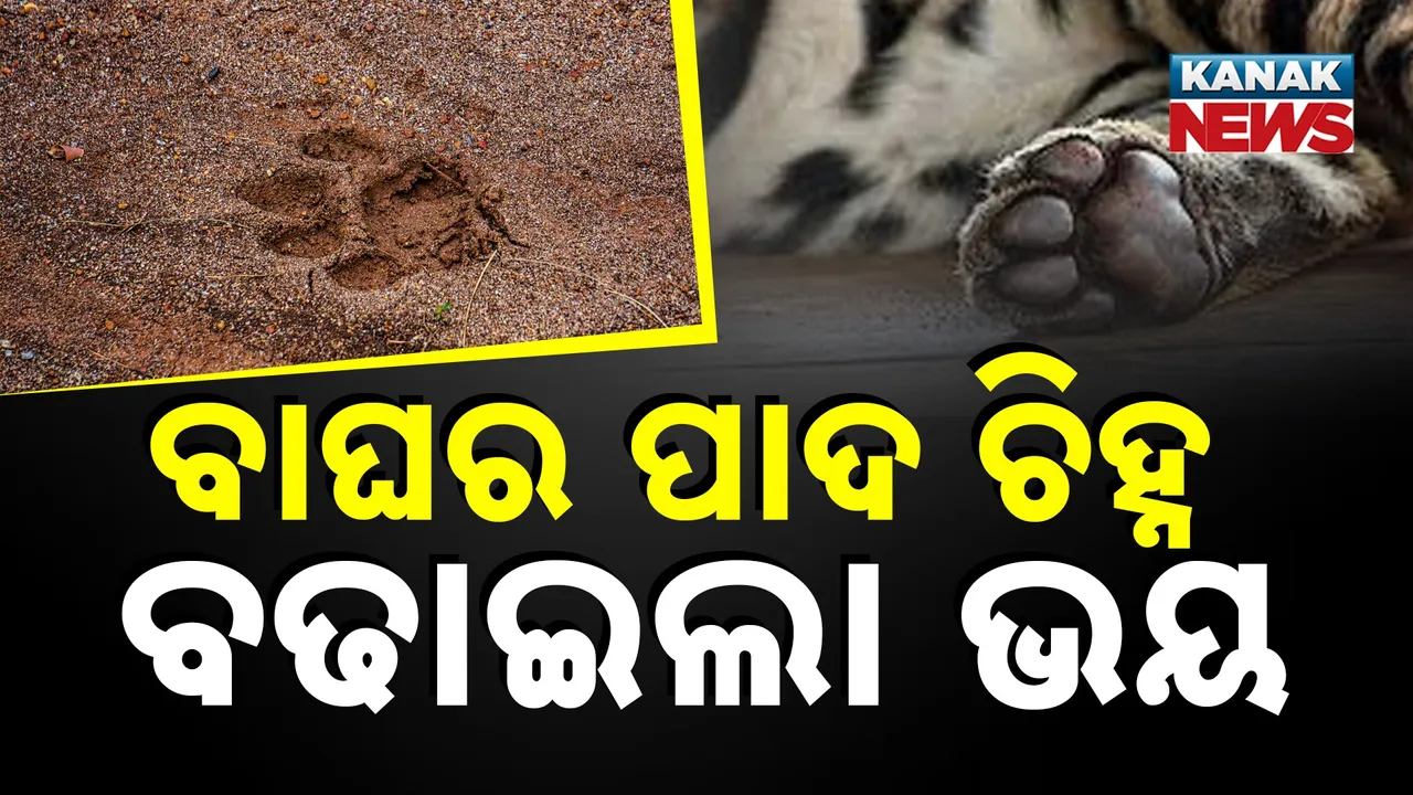  tiger Photograph: (KanakNews) 