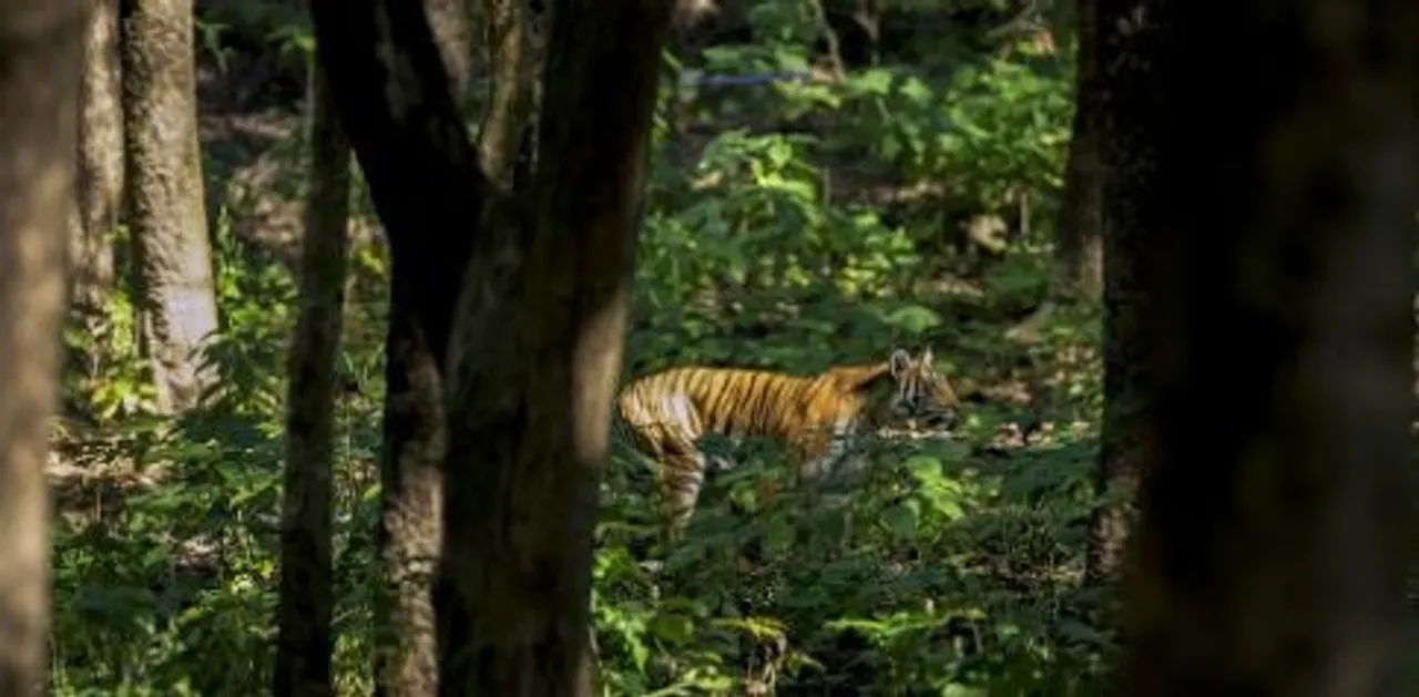  Photograph: (kanaknews) 