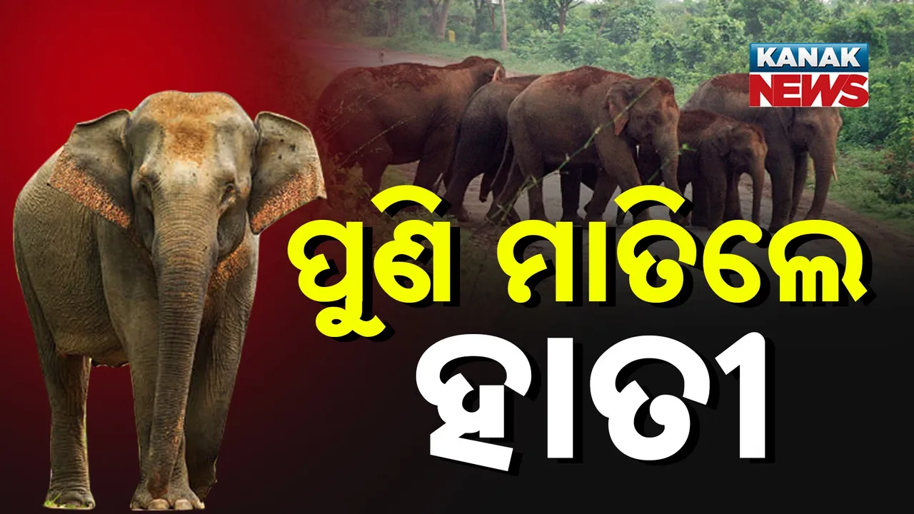  ଭୁବନରେ ହାତୀ ଉପଦ୍ରବ: ନଷ୍ଟ କଲେ ଫସଲ, ଭୟରେ ଜଙ୍ଗଲକୁ ଲାଗିଥିବା ହଷ୍ଟେଲ୍‌ର ଛାତ୍ରଛାତ୍ରୀ