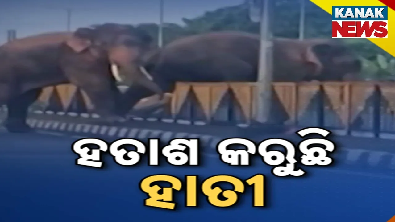 elephant Photograph: (KanakNews) 