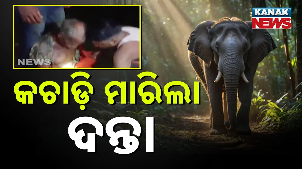  elephant Photograph: (KanakNews) 