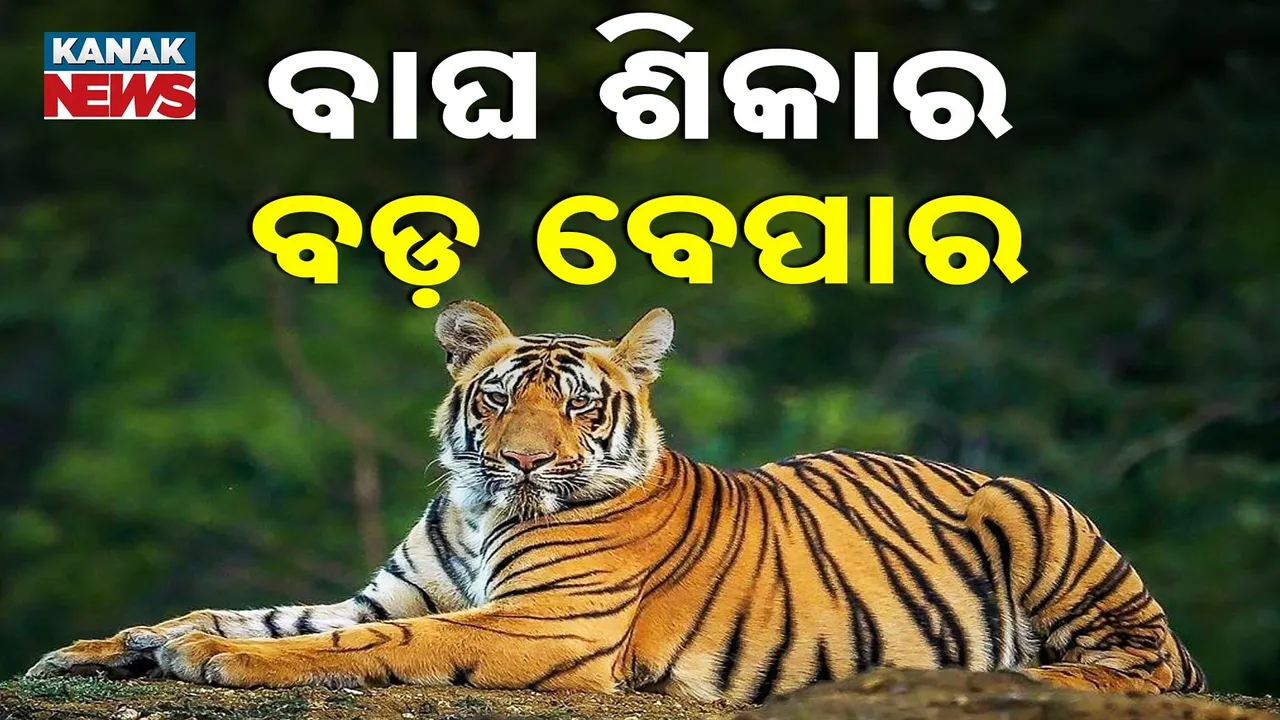  ଜଙ୍ଗଲରେ ସୁରକ୍ଷିତ ନାହାନ୍ତି ବାଘ, ସହଜରେ ଅଧିକ ଟଙ୍କା ରୋଜଗାର ଲୋଭରେ ବାଘକୁ ମାରି ହେଉଛି ଛାଲ ବେପାର, ୧୦ ବର୍ଷରେ ଗଲାଣି ୫୫ ବାଘଙ୍କ ଜୀବନ