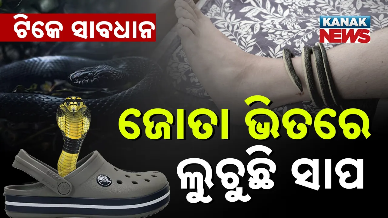  SNAKE Photograph: (KanakNews) 