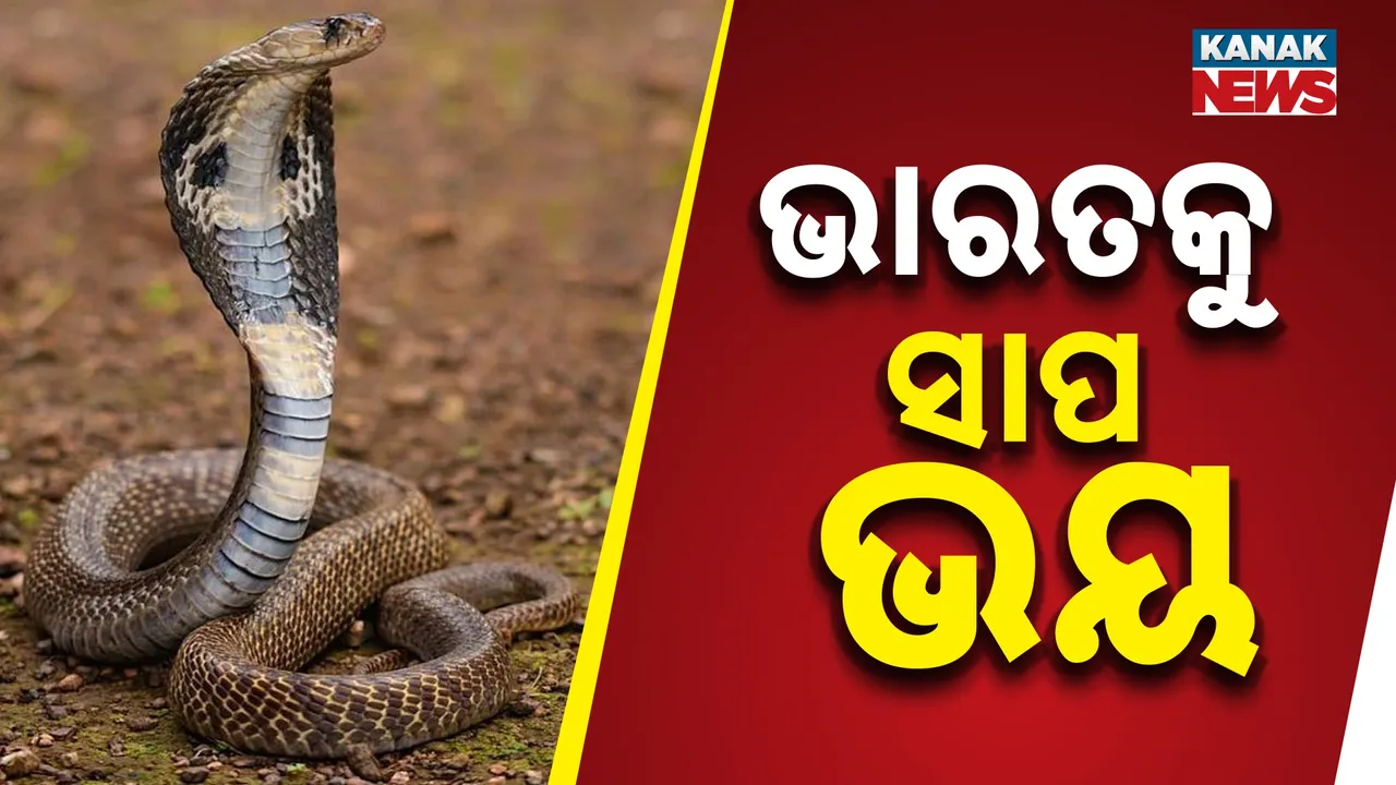  ଭାରତରେ ବଢ଼ିଲା ସାପ ଭୟ, ଏହି ୪ ପ୍ରଜାତିର ସାପ ବଢ଼ାଇଲେ ଚିନ୍ତା, ଜାଣନ୍ତୁ କାରଣ