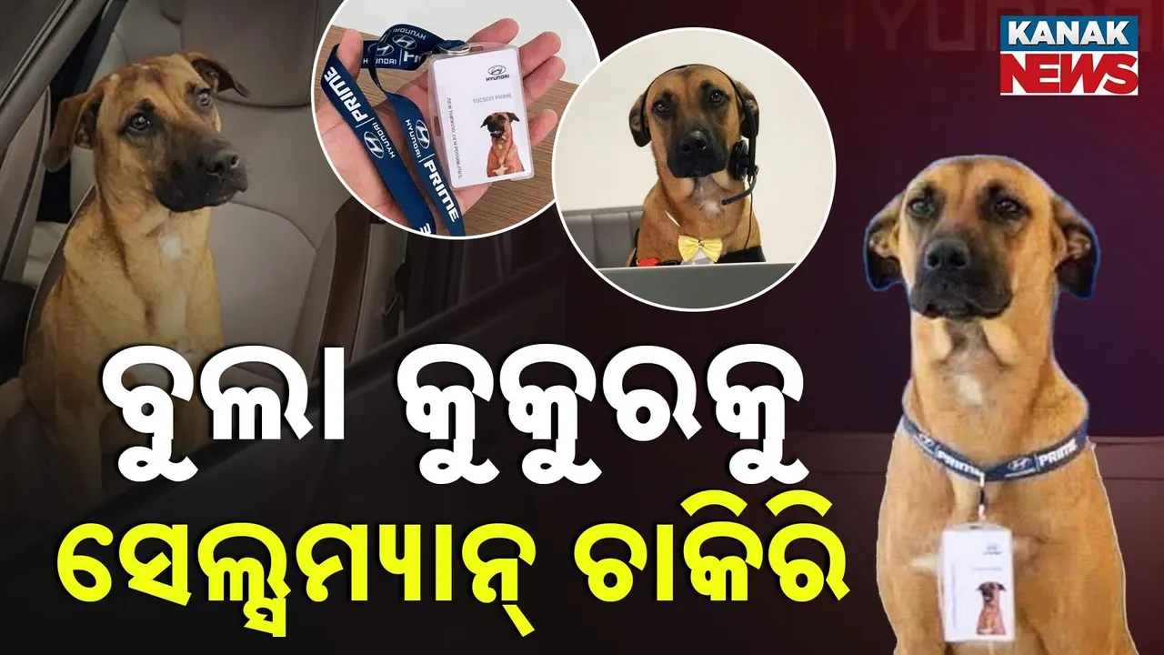  ବୁଲା କୁକୁରକୁ ବଡ଼ ଦାୟିତ୍ବ; କାର୍ ସେଲ୍ସ ଦାୟିତ୍ବରେ ଷ୍ଟ୍ରିଟ୍ ଡଗ୍, ୫ ବର୍ଷ ହେଲାଣି ଜଗୁଛି ସୋ’ରୁମ୍