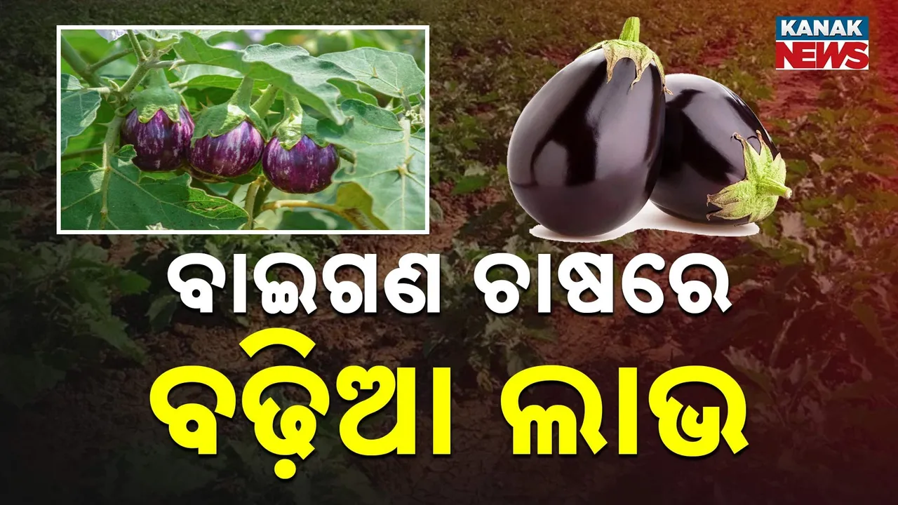  Farmer Photograph: (Kanak News) 