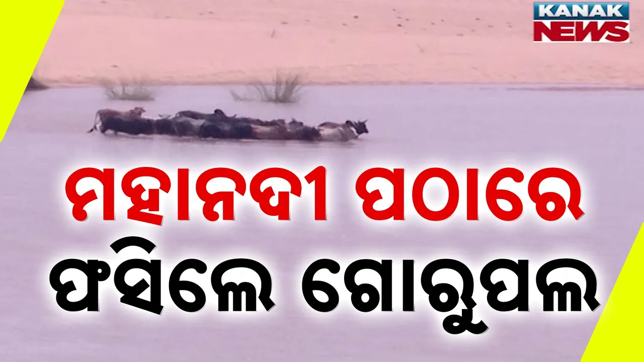  ମହାନଦୀ ପଠାରେ ଫସିଲେ ଗୋରୁପଲ Photograph: (KanakNews) 