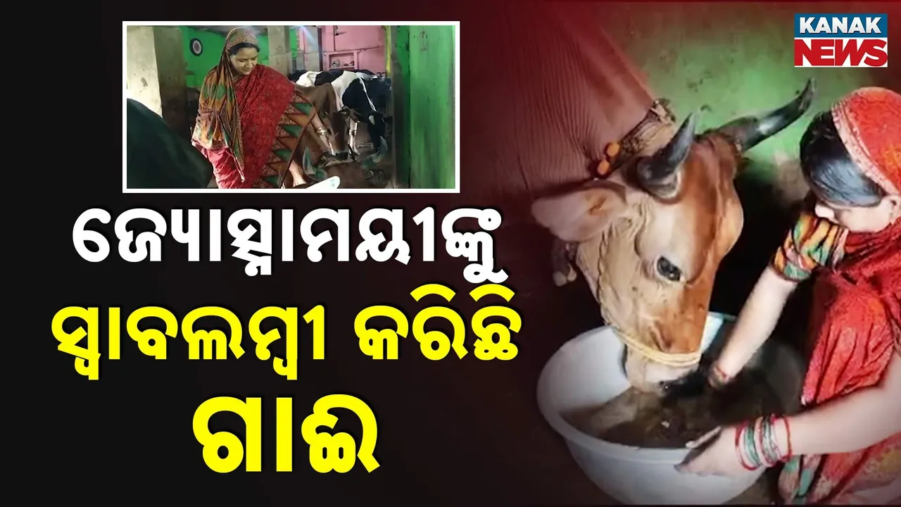 Pipili Milk Farming Photograph: (Kanak News) 
