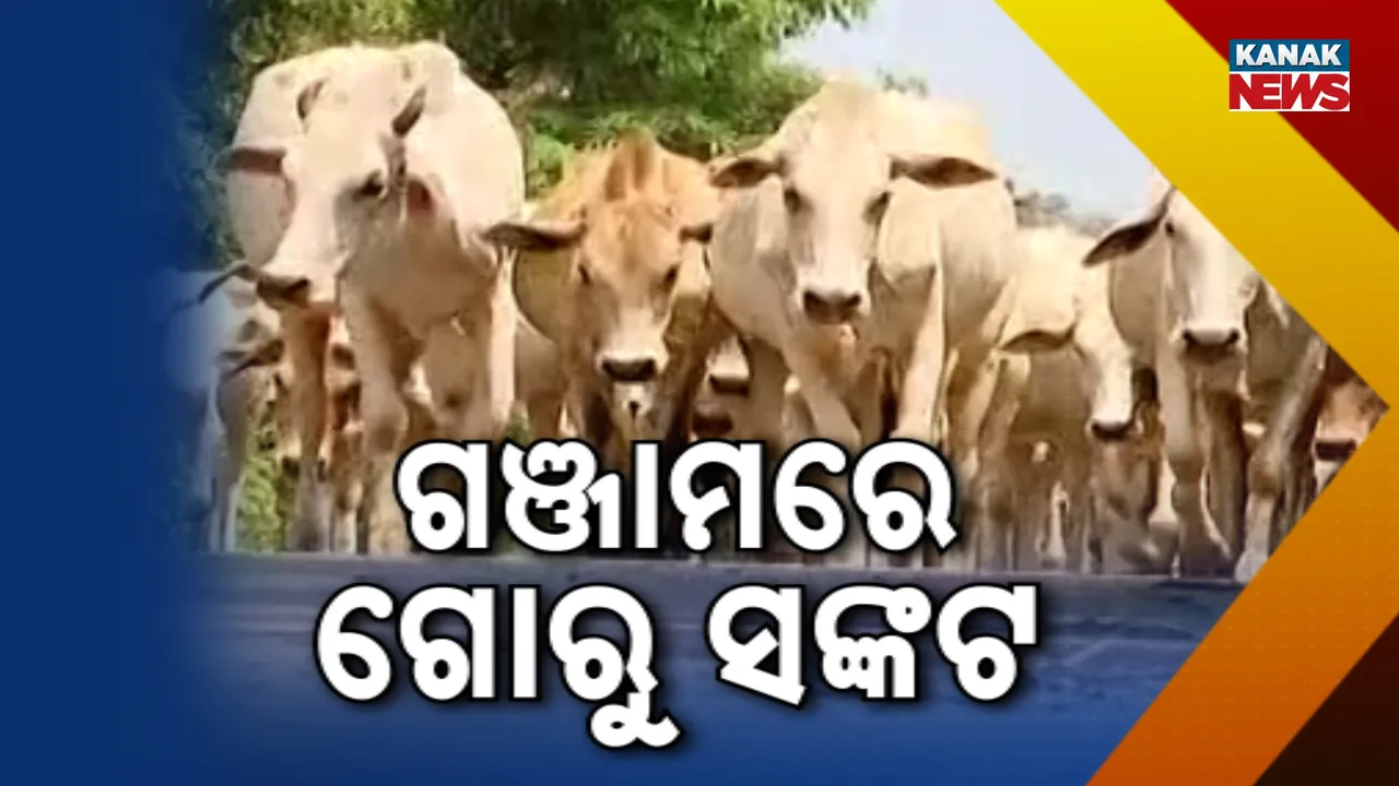  ଗଞ୍ଜାମରେ ଗୋରୁ ସଙ୍କଟ Photograph: (KanakNews) 
