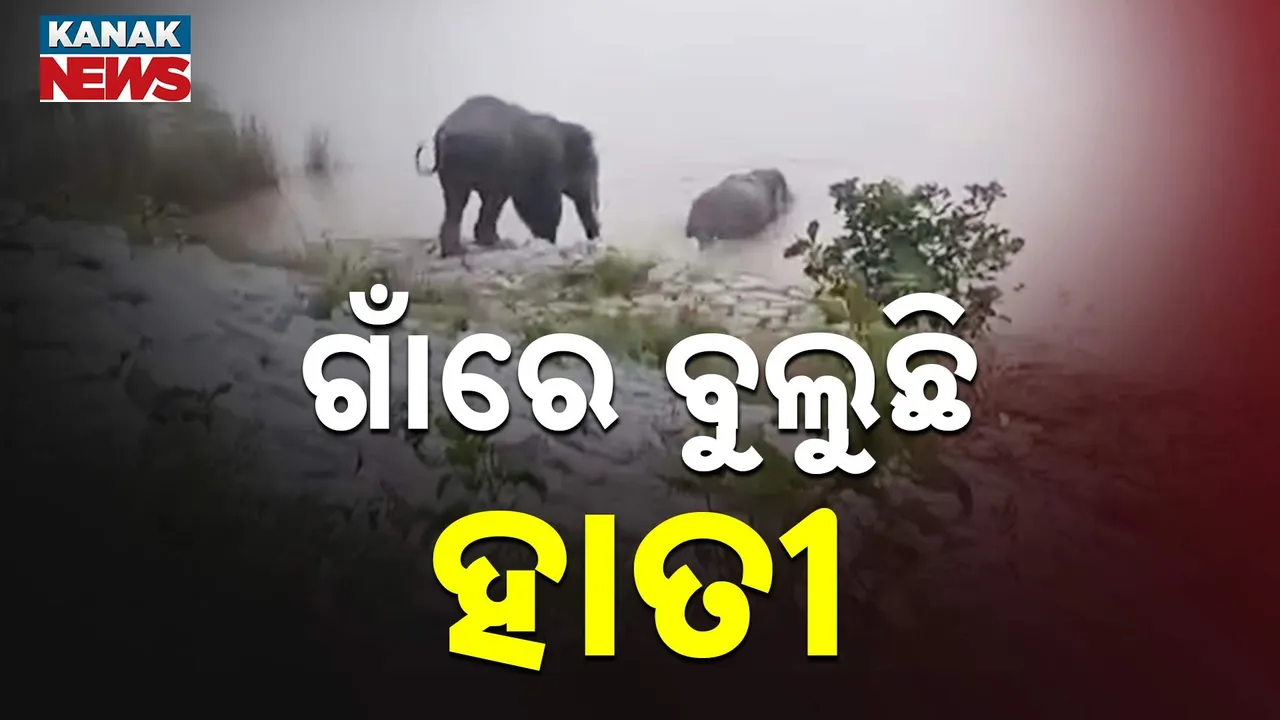  ଗାଁରେ ବୁଲୁଛନ୍ତି ଦୁଇ ଦନ୍ତା ; ଘଉଡ଼ାଇବାକୁ ନାକେଦମ୍ ହେଲାଣି ବନବିଭାଗ