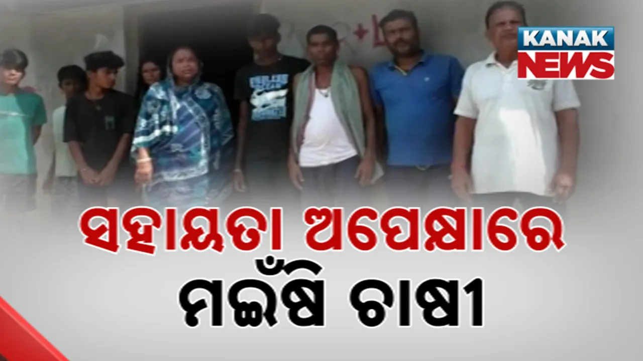  ସହାୟତା ଅପେକ୍ଷାରେ ମଇଁଷି ଚାଷୀ Photograph: (KanakNews) 