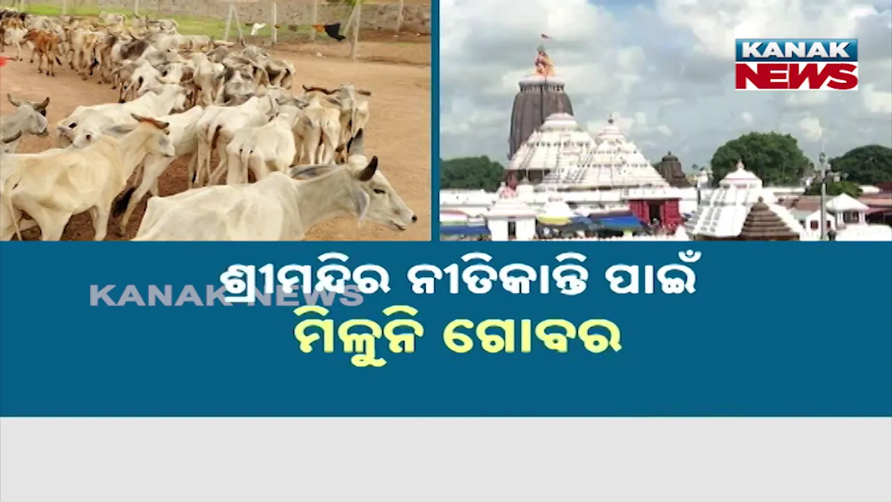  ଶ୍ରୀମନ୍ଦିର ଚାରିପଟେ ଆଉ ଦେଖାଯାଉନାହାନ୍ତି ଗାଈଗୋରୁ, ପ୍ରଭାବିତ ହେଲାଣି ଶ୍ରୀମନ୍ଦିର ନୀତିକାନ୍ତି