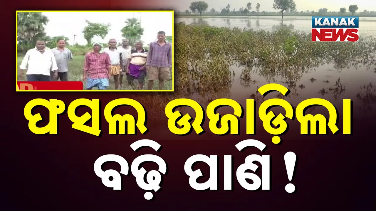  ବନ୍ୟାପାଣିରେ ଧୋଇଗଲା ଫସଲ, ମୁଣ୍ଡରେ ହାତ ଦେଇ ବସିଛନ୍ତି ଚାଷୀ