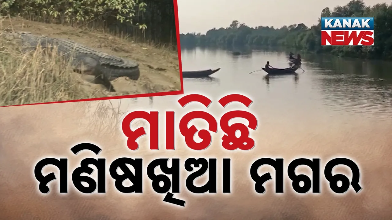  କେନ୍ଦ୍ରାପଡ଼ାରେ କୁମ୍ଭୀର ଆତଙ୍କ, ମାତିଛି ମଣିଷଖିଆ ମଗର