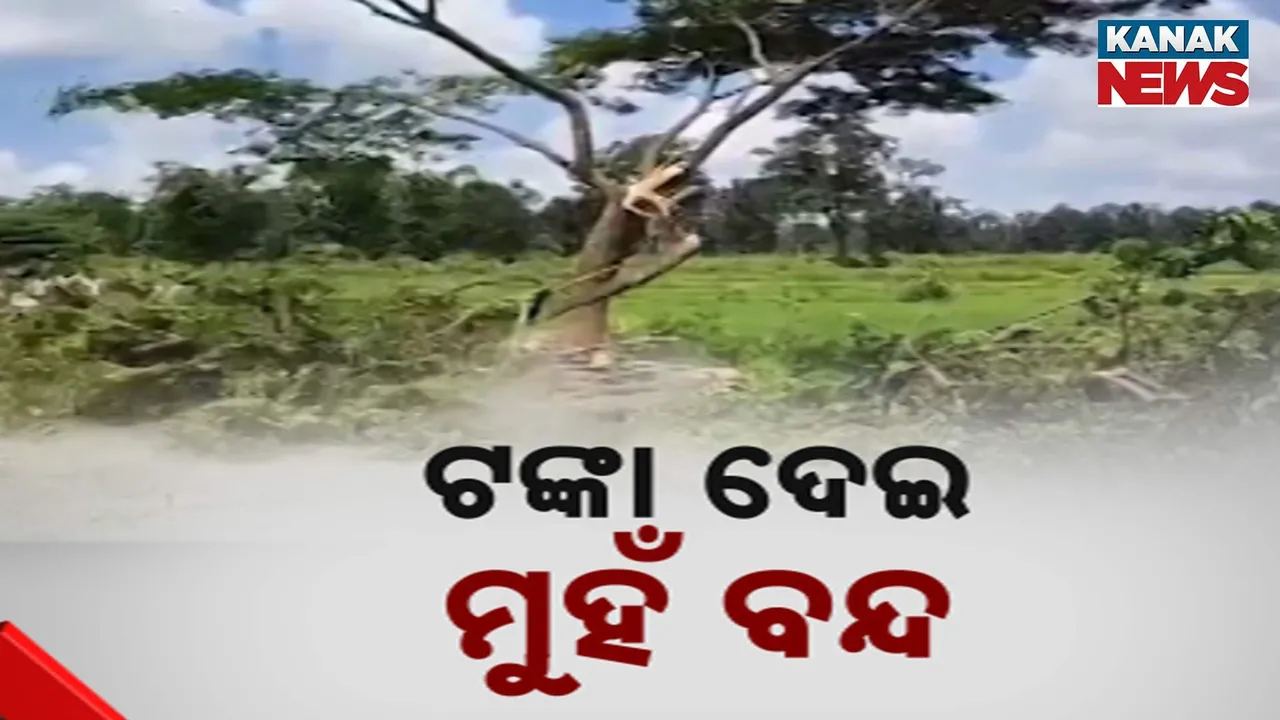  ରାସ୍ତା ପାଇଁ କାଟିଦେଲେ ଶହ ଶହ ଗଛ, ରାସ୍ତା ପ୍ରଶସ୍ତୀକରଣ ନାଁରେ ୯୩୩ ଗଛ କାଟି ସଫା କରିଦେଲା ପୂର୍ତ୍ତ ବିଭାଗ
