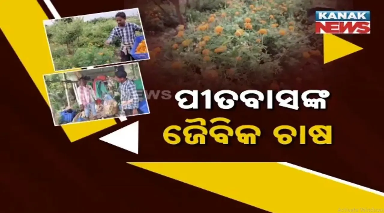  ପୀତବାସଙ୍କ ଜୈବିକ ଚାଷ, ପନିପରିବା ସହ ଫୁଲ ଚାଷରେ ହସୁଛି କ୍ଷେତ, ଜମିରେ ପ୍ରୟୋଗ କରି ହେଉଛନ୍ତି ଲାଭବାନ