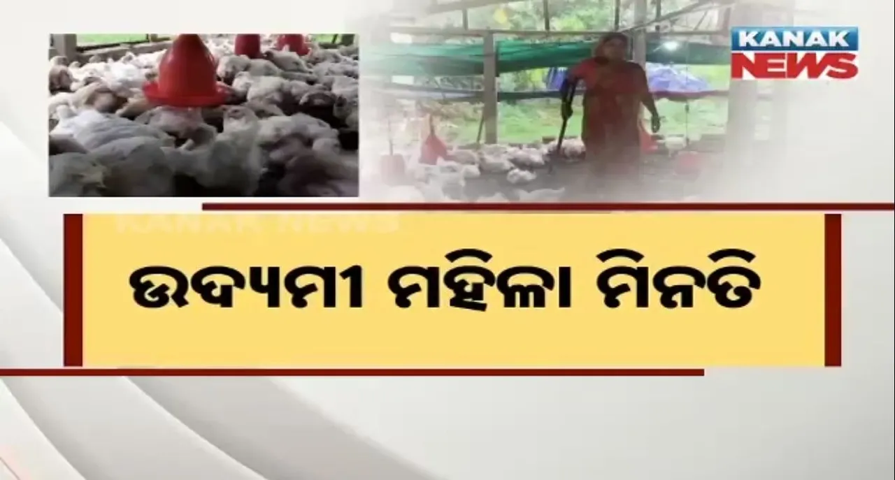  ଭୋଗରାଇ ନାଇଦଳୀ ଗାଁର ସଫଳ ମହିଳା ମିନତି, କୁକୁଡ଼ା ଚାଷ କରି ଚଳାଉଛନ୍ତି ଘର