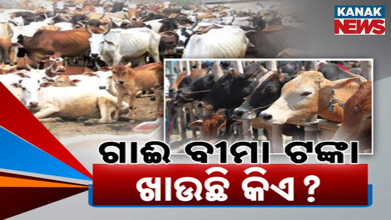  ଗାଈ ବୀମା ଟଙ୍କା ଖାଉଛି କିଏ? Photograph: (KanakNews) 