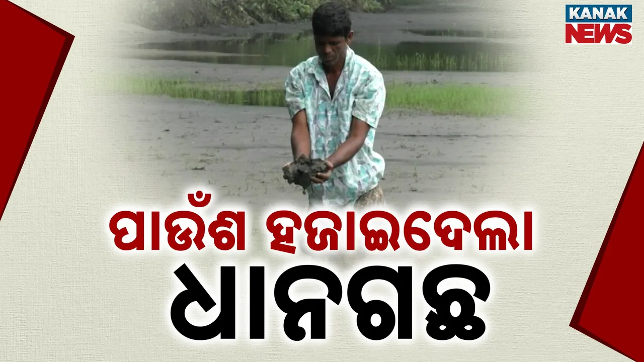  ଚାଷୀ ଉପରେ ଦାଉ ସାଧୁଛି କମ୍ପାନି ; କ୍ଷେତରେ ମାଡ଼ିଗଲା ପାଉଁଶ ମିଶା ପାଣି