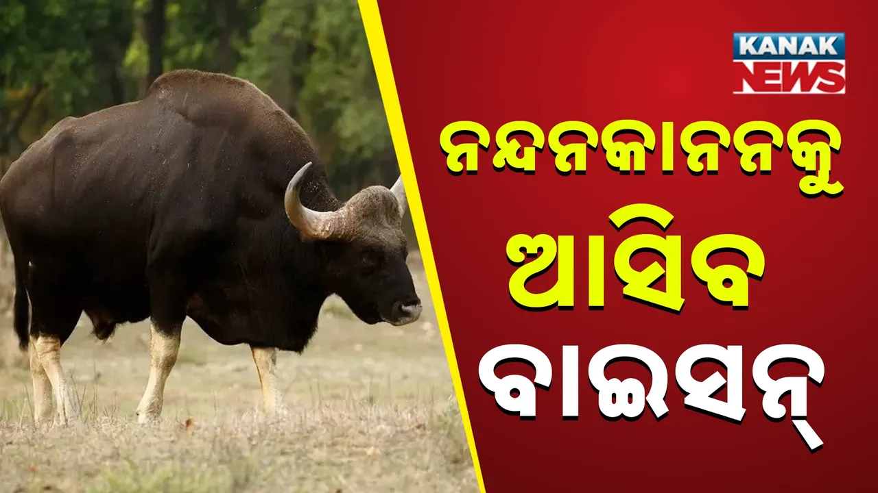  ନନ୍ଦନକାନନରେ ଆହୁରି ଜମିବ ପର୍ଯ୍ୟଟକଙ୍କ ଭିଡ଼; ଆସିବେ ଚିତା, ଗଣ୍ଡା ଓ ଭାରତୀୟ ବାଇସନ୍